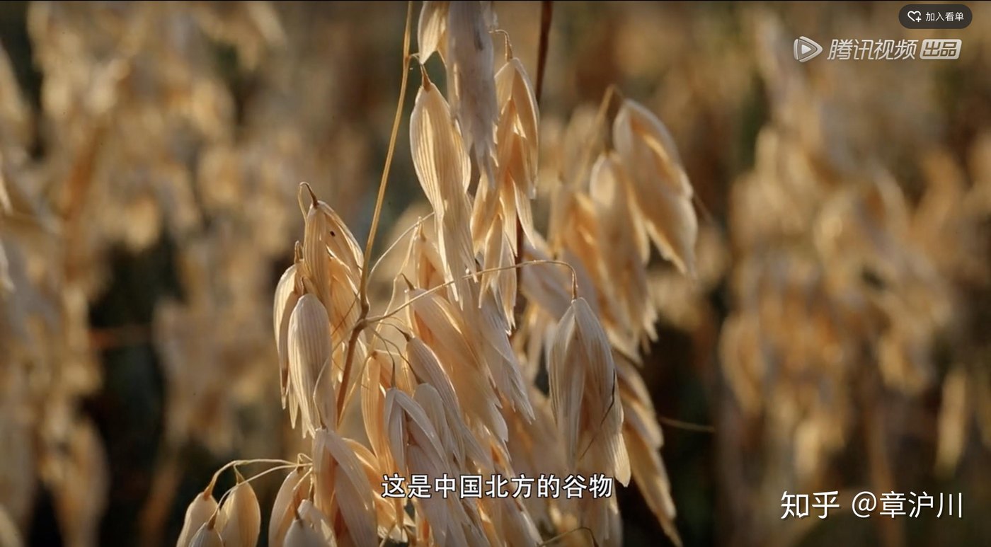 莜面窝窝 · 配羊肉蘑菇卤
