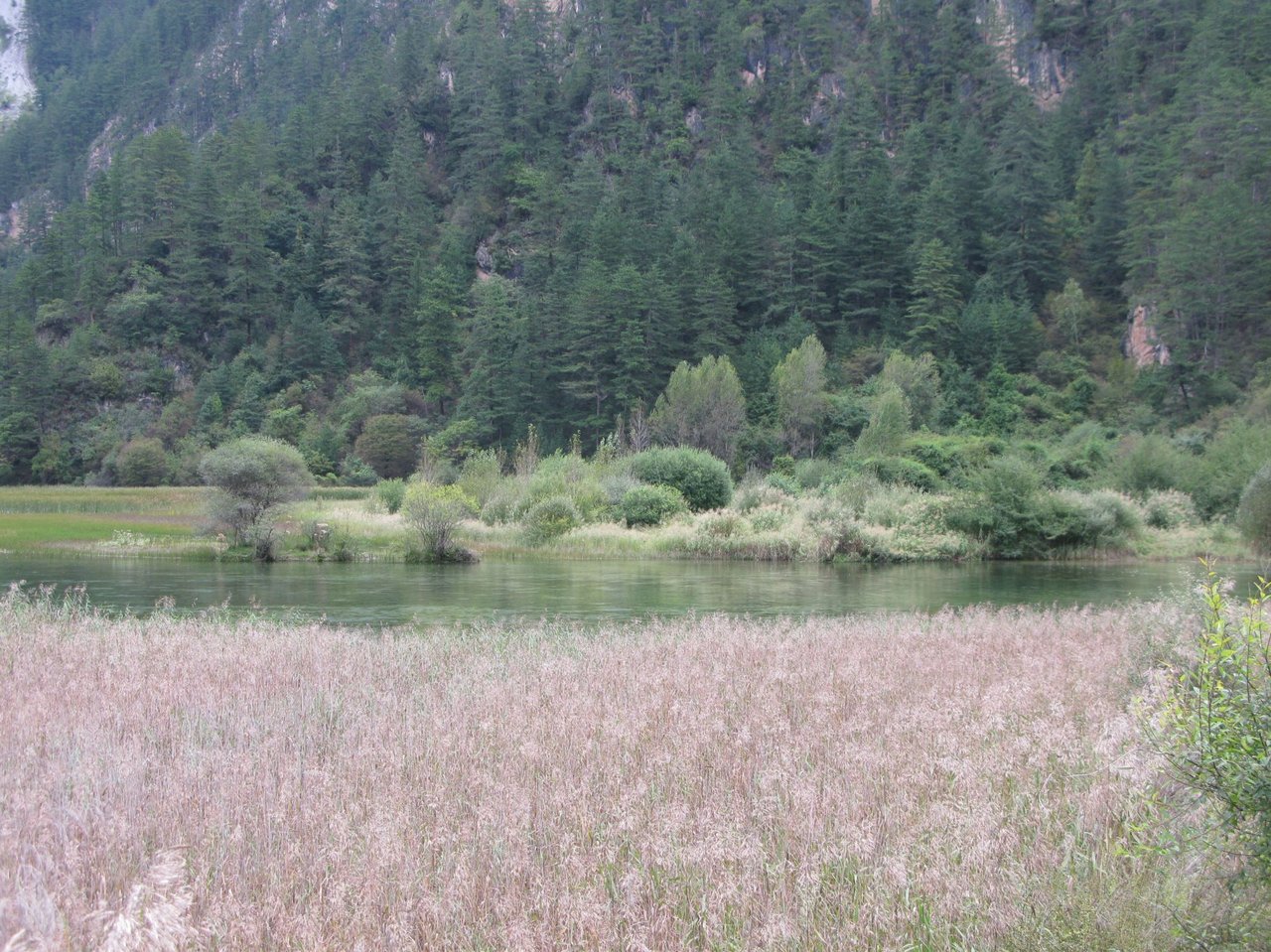 盆景滩与芦苇海 · 钙华滩上的天然盆景